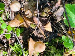 -峡谷浮石林景区