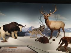 -陕西自然博物馆