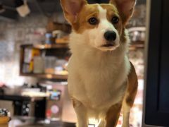 -more than meow吴止猫主题餐厅(承德 中船汇店)