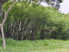 -长广溪湿地公园