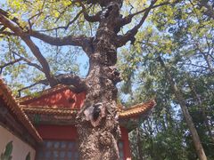 -昆明市金殿名胜区