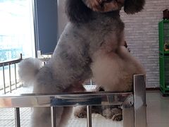 -皇家名犬舍