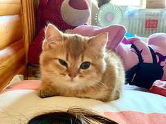 -东方名猫馆·英短金渐层布偶猫舍(环线广场1号楼店)