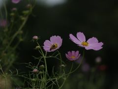 -大塘金香草谷