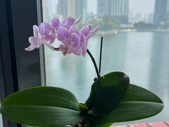 -珈境湖畔餐厅·湖北菜·江浙菜•樱花季(西北湖店)