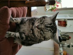android_upload_pic-海边的猫和咖啡馆