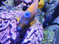 -暹罗海洋世界