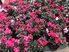 -秦美花卉(天朗·莱茵小城2期店)