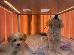 -翊宠yipet猫狗购宠庄园犬舍•猫舍