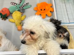 -有喵·猫咖·狗咖·40+猫狗有小奶狗(岗厦店)