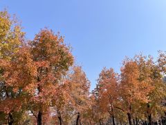 -顺峰山公园