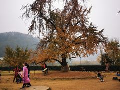 -千年银杏谷文化旅游区