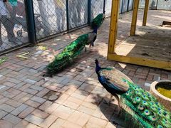 -长白岛森林公园