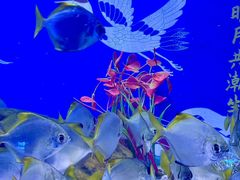 -烟台海昌鲸鲨海洋公园