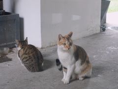 -猫里有甜