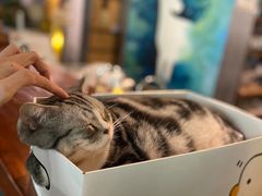 -咖法森林·咖啡  酒吧(天河店)