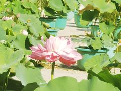 -莲花池公园