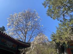 -香山公园