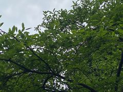 -南山植物园