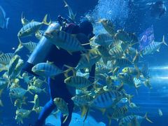 -太平洋海底世界