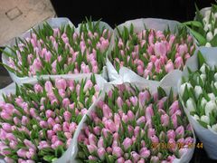 -循礼门鲜花花市(武汉循礼门店)