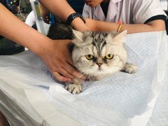 -邢大夫动物医院