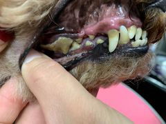 -宠福鑫康馨动物医院·骨科·眼科