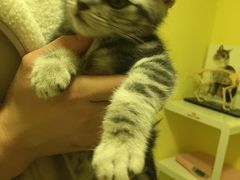 -瑞鹏宠物医院·爱宠堂·骨外专科(西荷分院)