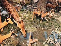 -国家自然博物馆