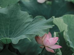 -三圣花乡旅游区