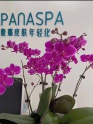 -安那般那皮肤年轻化ANAPANA