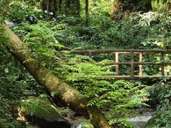 -莫里热带雨林景区