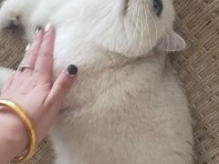 -喵屿·大理花园猫咖