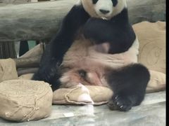 -灵玲国际马戏城