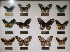 -上海昆虫博物馆