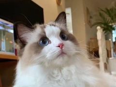 -猫十亿·布偶金渐层·曼基康矮脚猫舍(青年路店)