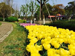 -上海鲜花港