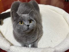 -猫大福·Fortune Cat猫舍(百子湾店)
