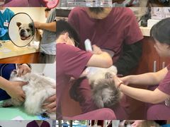 -艾贝尔宠物医院·24H转诊中心·肿瘤猫专科(江宁双龙店)