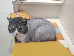 -瑞鹏宠物医院·内科·中兽医·骨科(苗圃店)