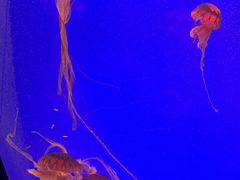 -上海海洋水族馆