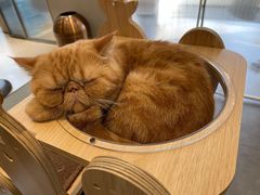 -飞行喵MR PILOT|猫舍·猫咖(静安大融城店)