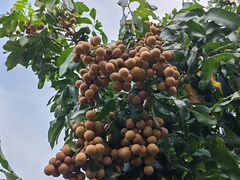-张坝桂圆林公园
