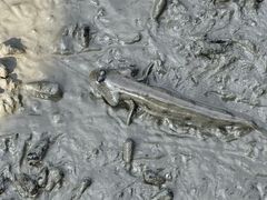 -北海金海湾红树林生态旅游区