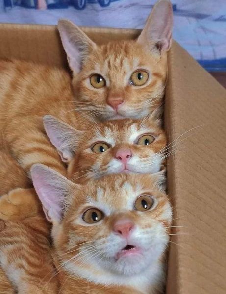 橘子猫来袭,甜蜜满满