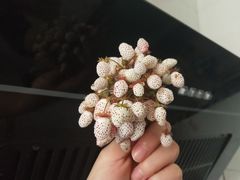 -北川羌城旅游区