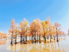 -贡湖湾湿地公园