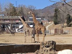 -大连森林动物园