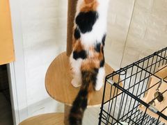 -平行世界·猫咖(首经贸店)
