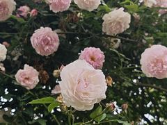 -都江堰玫瑰花溪谷